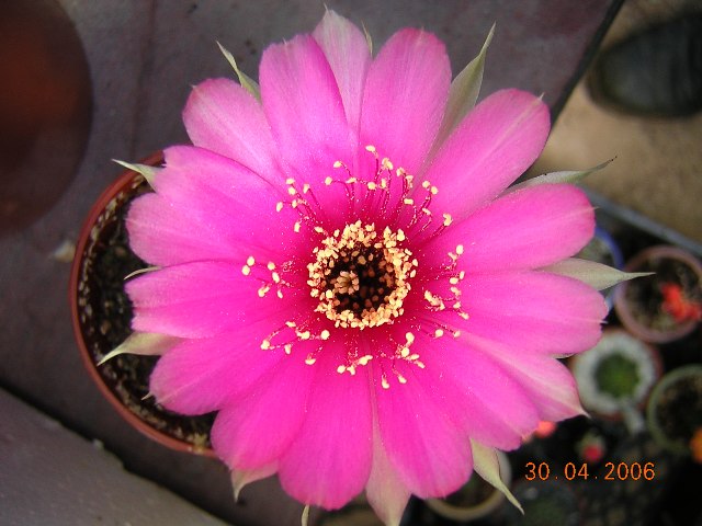 DSCN7477.JPG