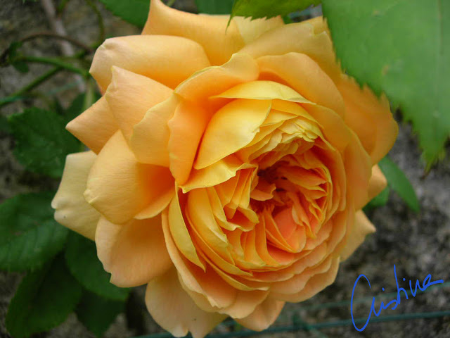 DSCN7593.jpg