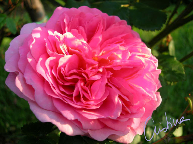 DSCN7691.jpg