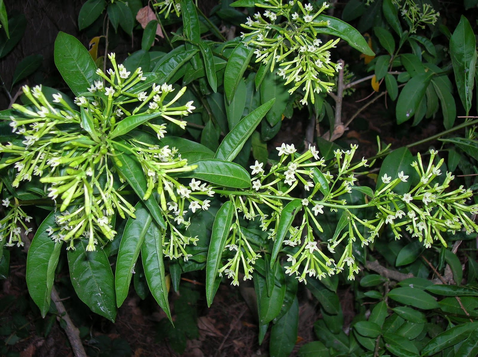 DSCN7721.JPG