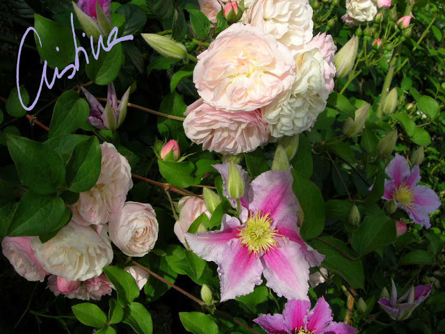 DSCN7875.jpg