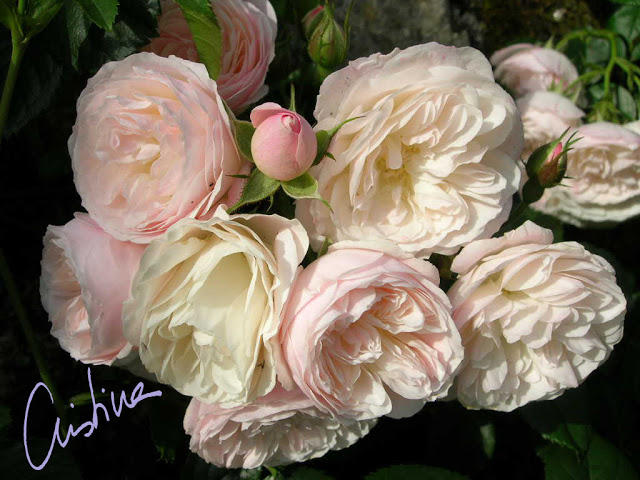 DSCN7877.jpg