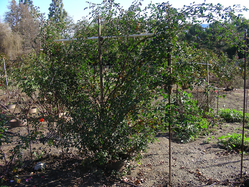 DSCN7889.JPG