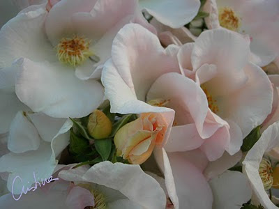 DSCN7968.jpg