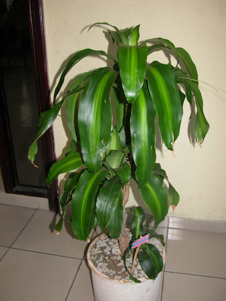 DSCN7980.jpg