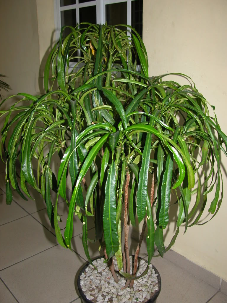 DSCN7981.jpg