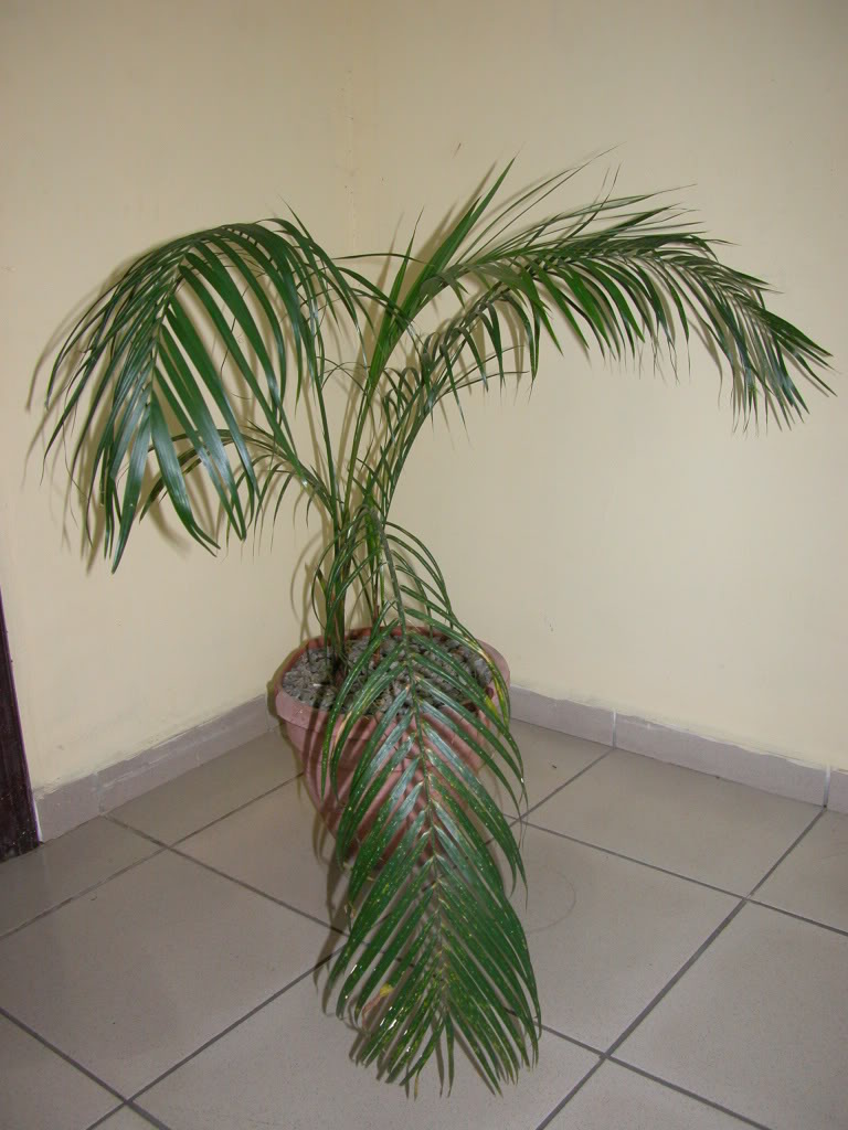 DSCN7982.jpg