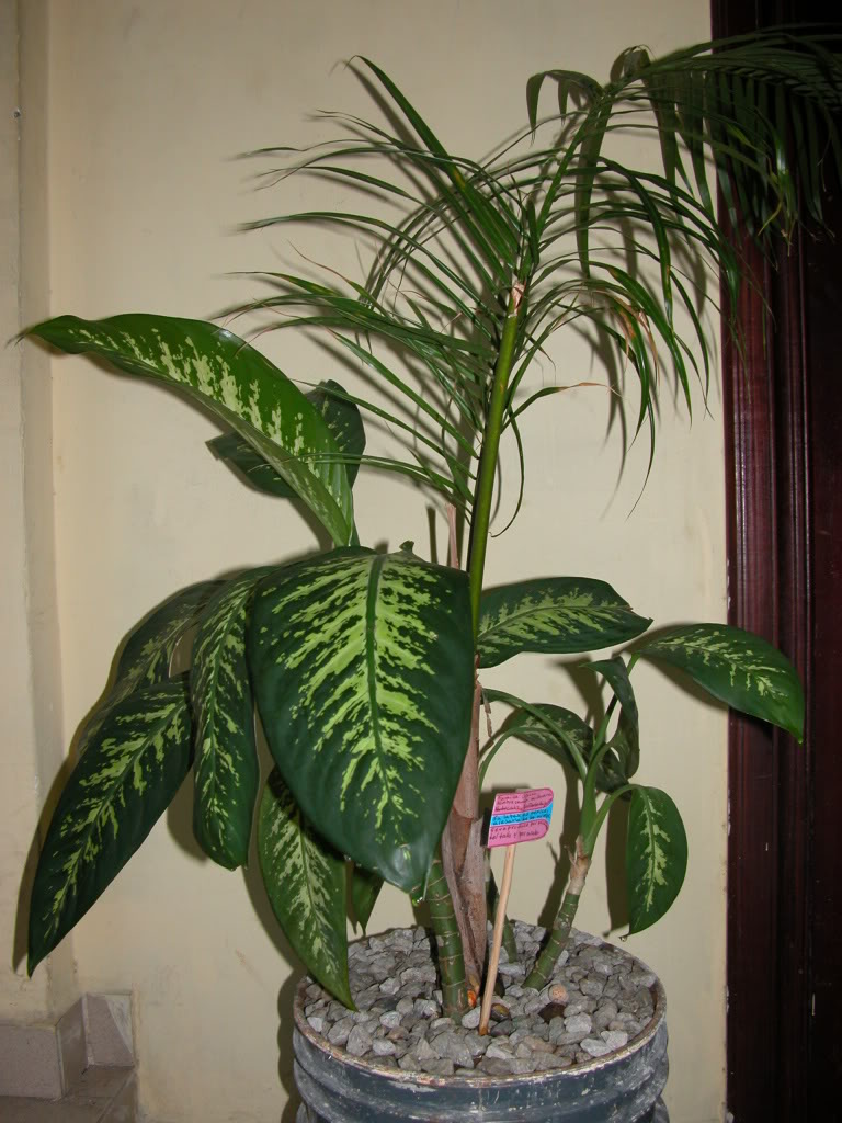 DSCN7983.jpg
