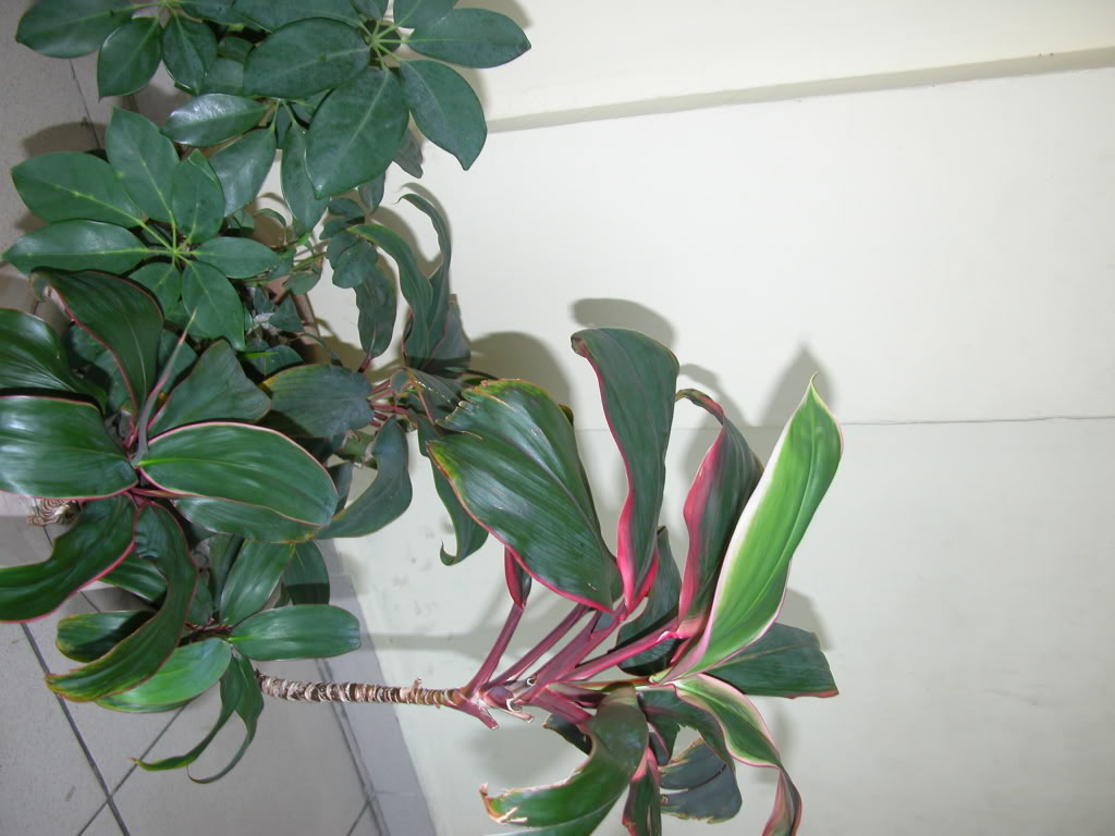 DSCN7984.jpg