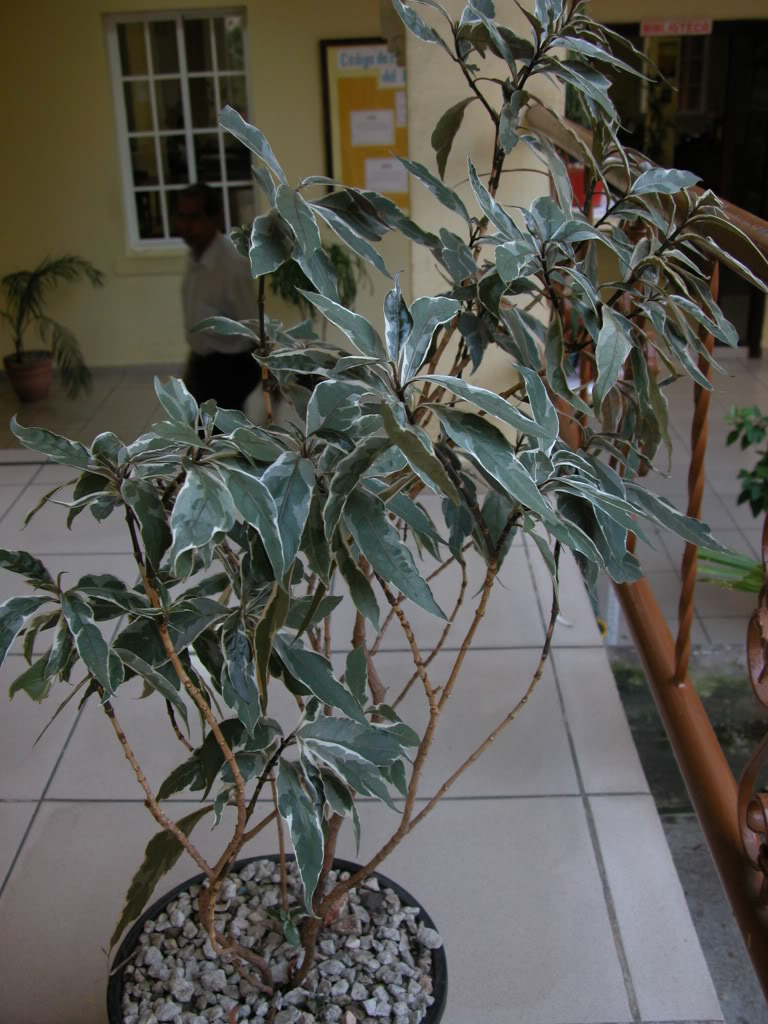 DSCN7985.jpg