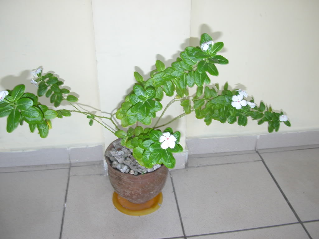 DSCN7986.jpg