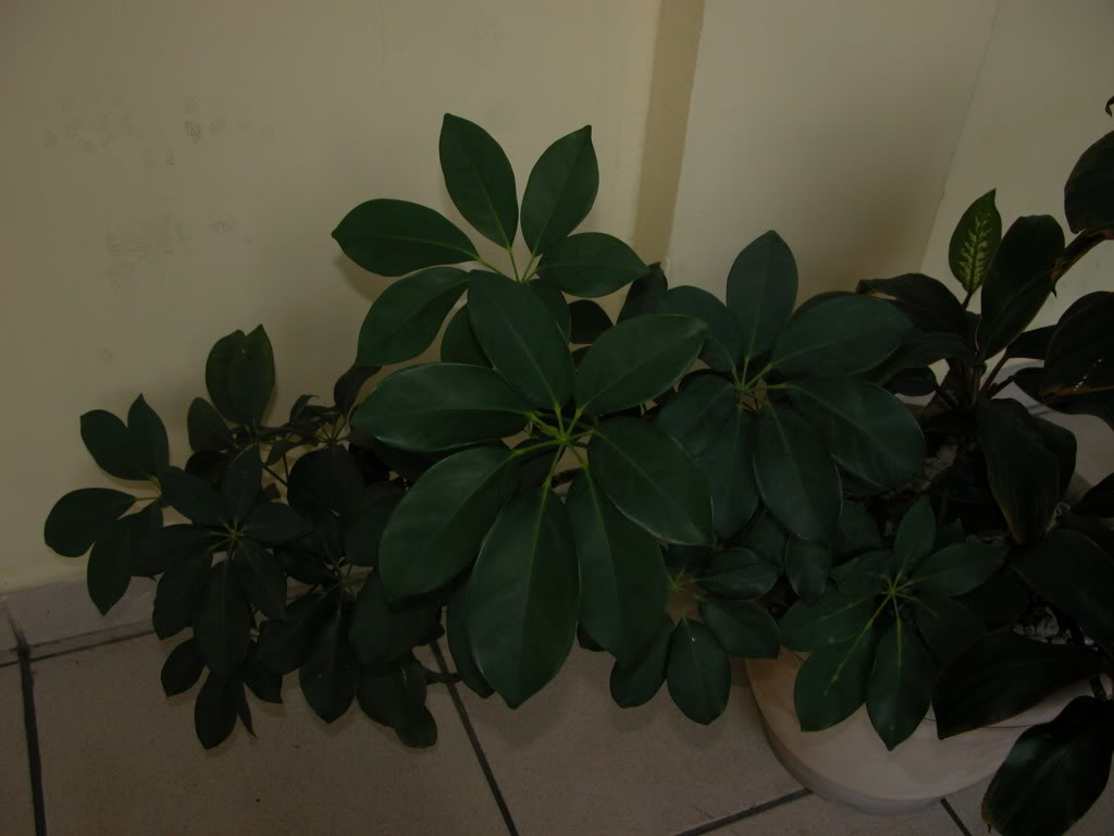 DSCN7987.jpg