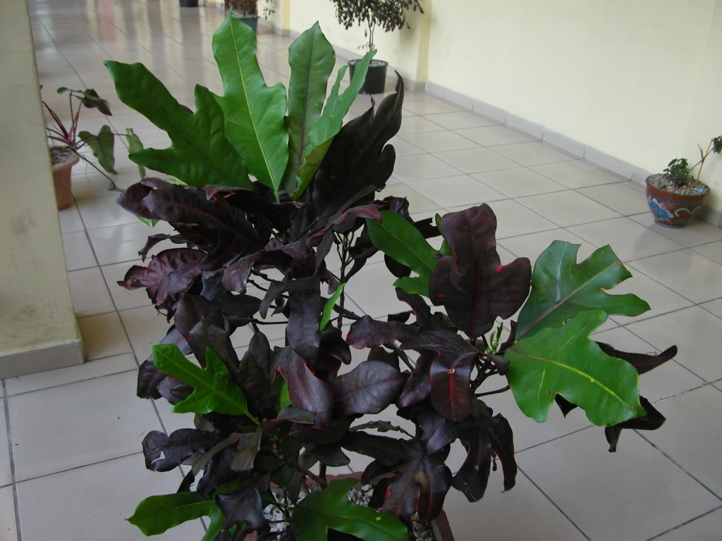 DSCN7988.jpg