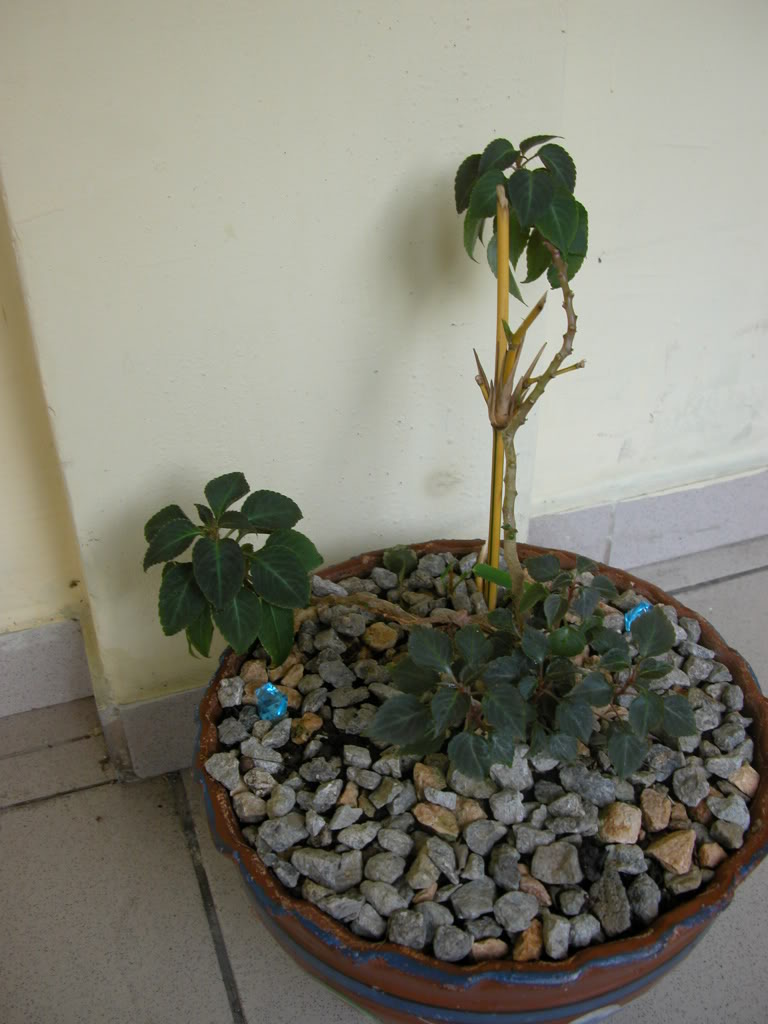 DSCN7989.jpg
