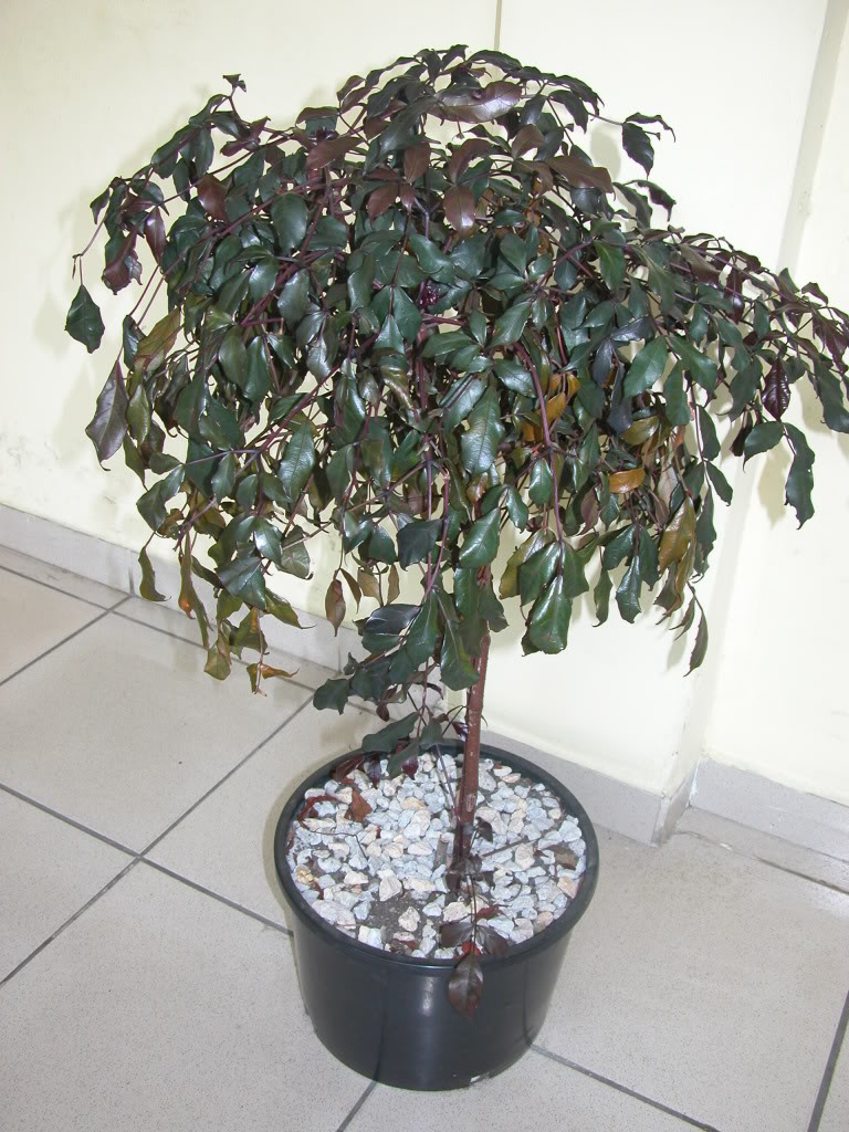 DSCN7992.jpg