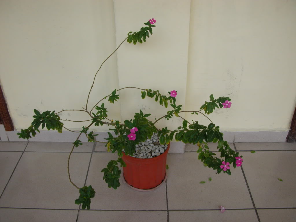 DSCN7995.jpg