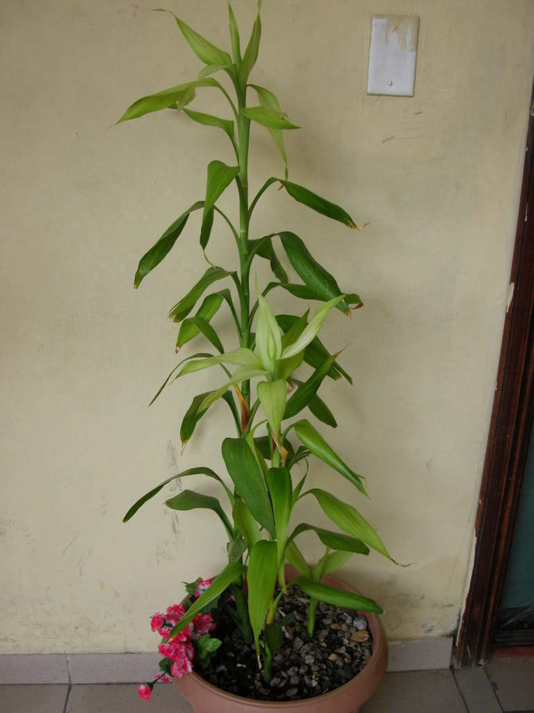 DSCN7998.jpg
