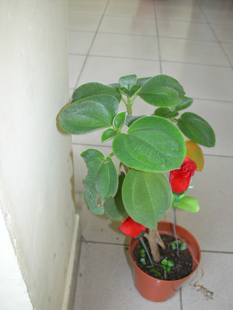 DSCN7999.jpg