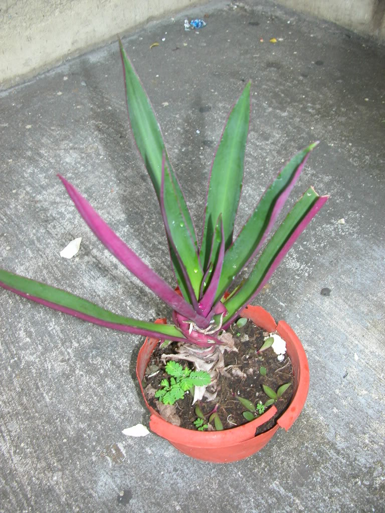 DSCN8000.jpg