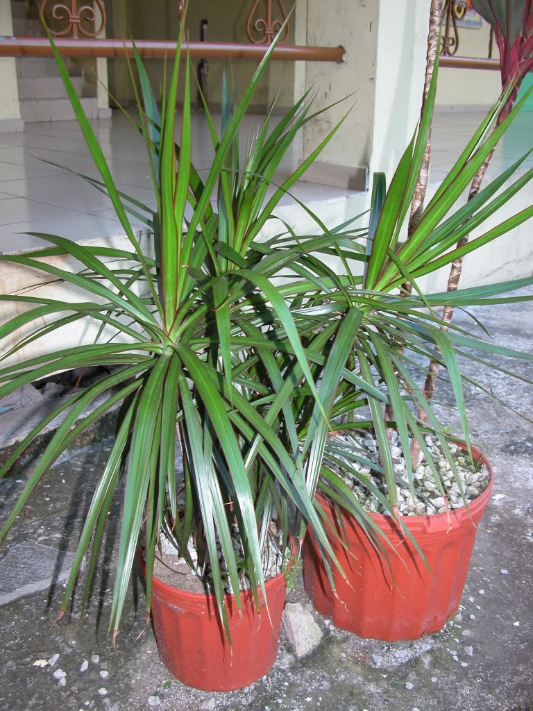 DSCN8003.jpg