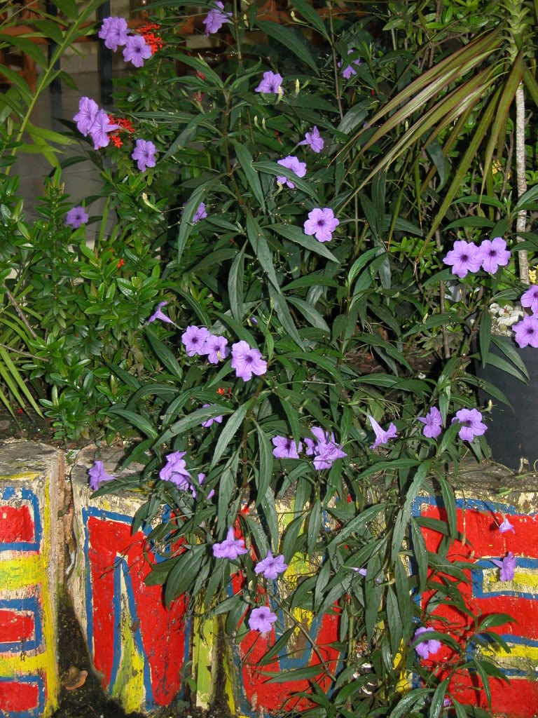 DSCN8007.jpg