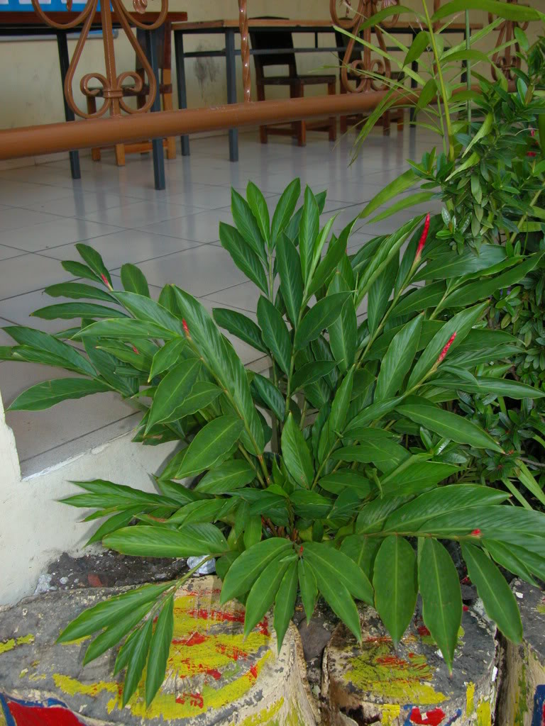DSCN8008.jpg