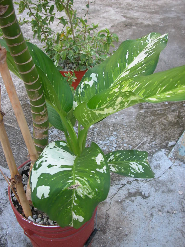 DSCN8010.jpg