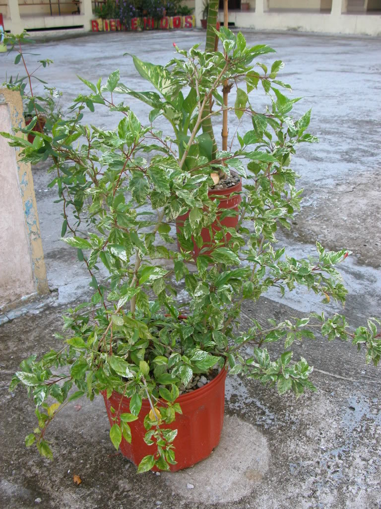DSCN8011.jpg