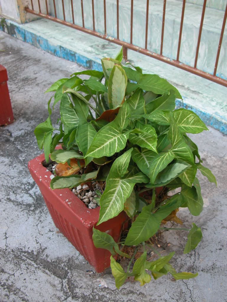 DSCN8012.jpg