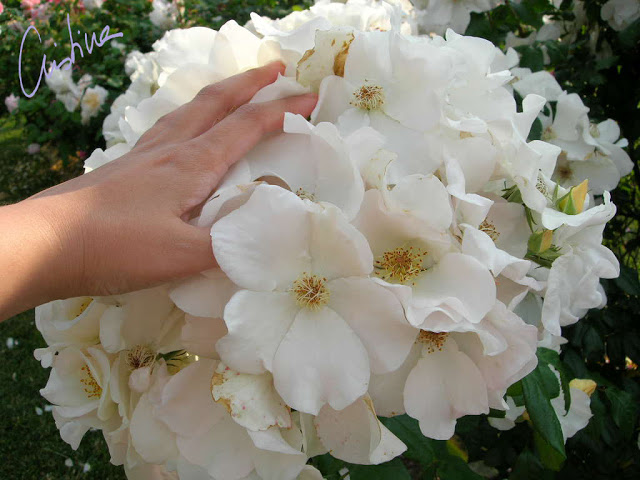 DSCN8014.jpg