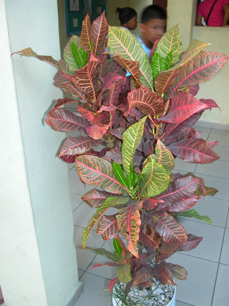 DSCN8031.jpg