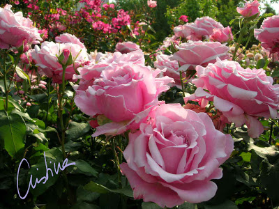 DSCN8038.jpg