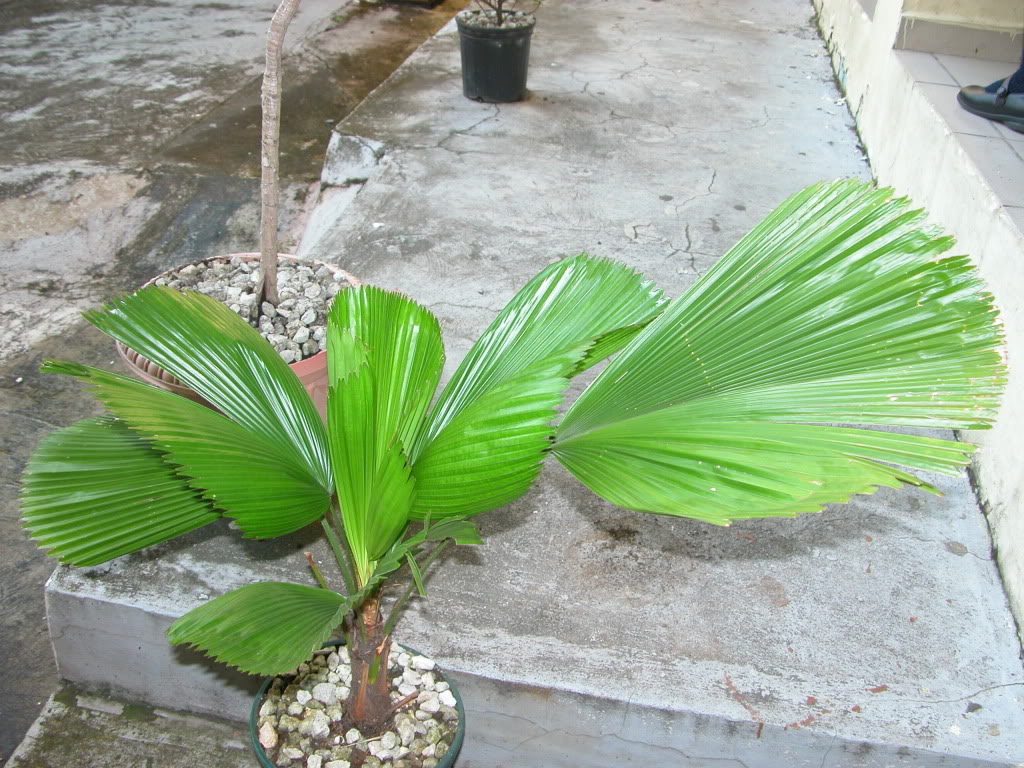 DSCN8038.jpg