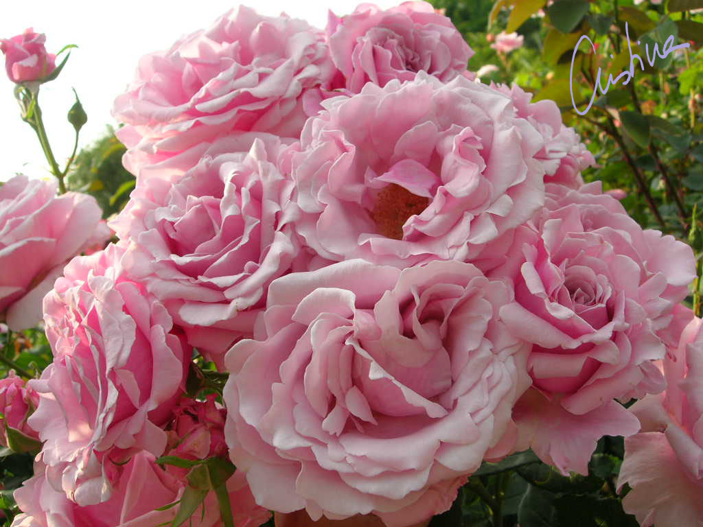 DSCN8042.jpg