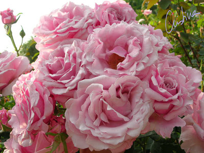 DSCN8042.jpg