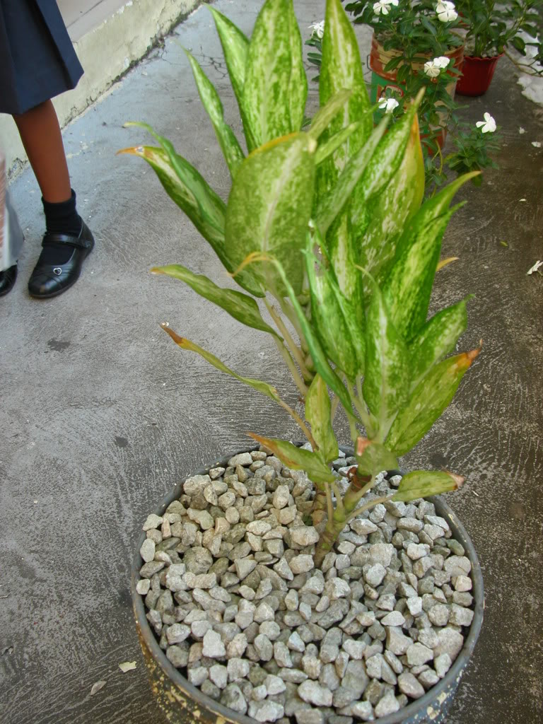 DSCN8046.jpg