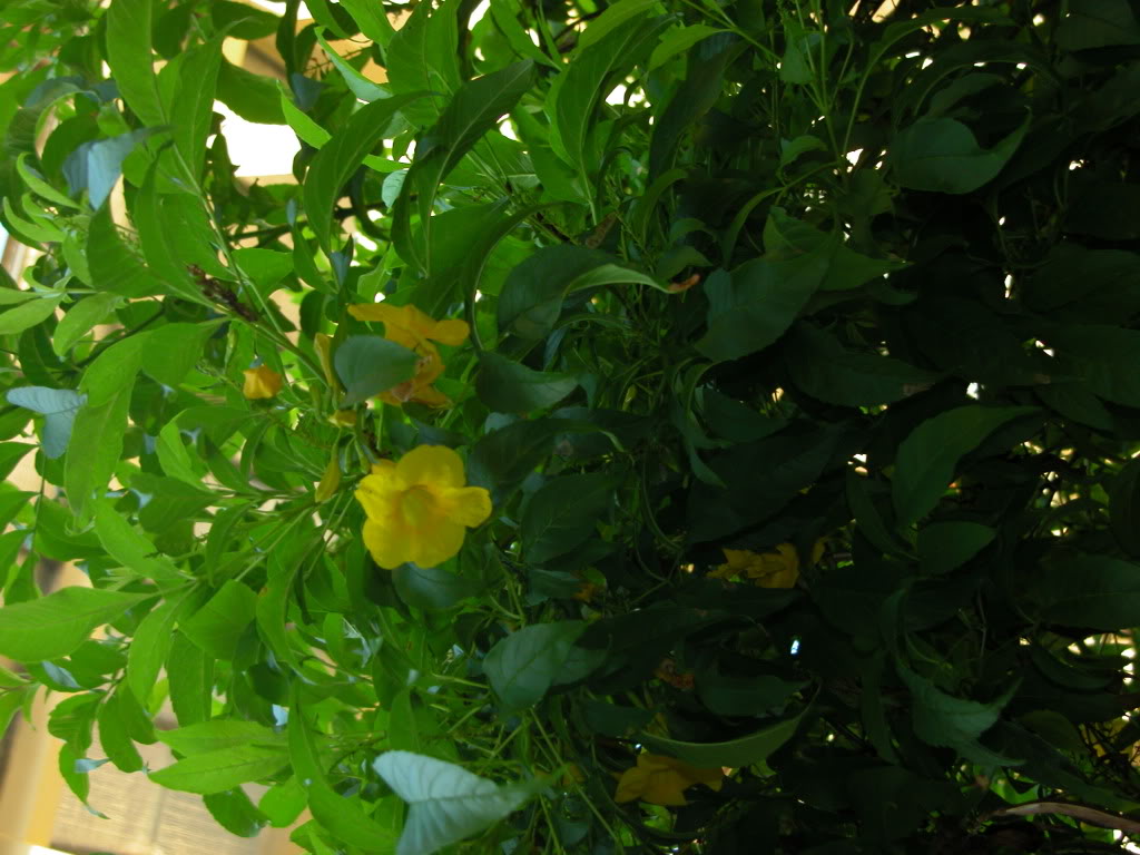 DSCN8052.jpg