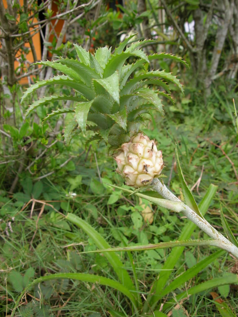 DSCN8227.jpg