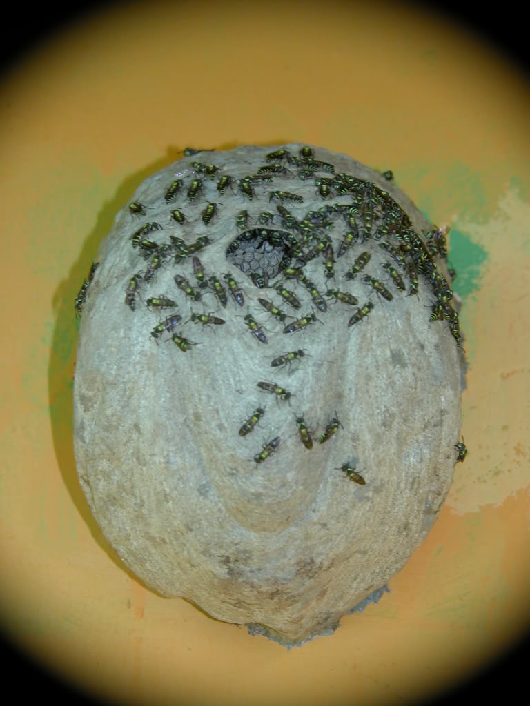 DSCN8238.jpg