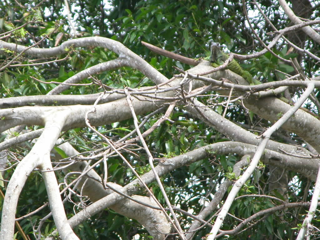 DSCN8252.jpg