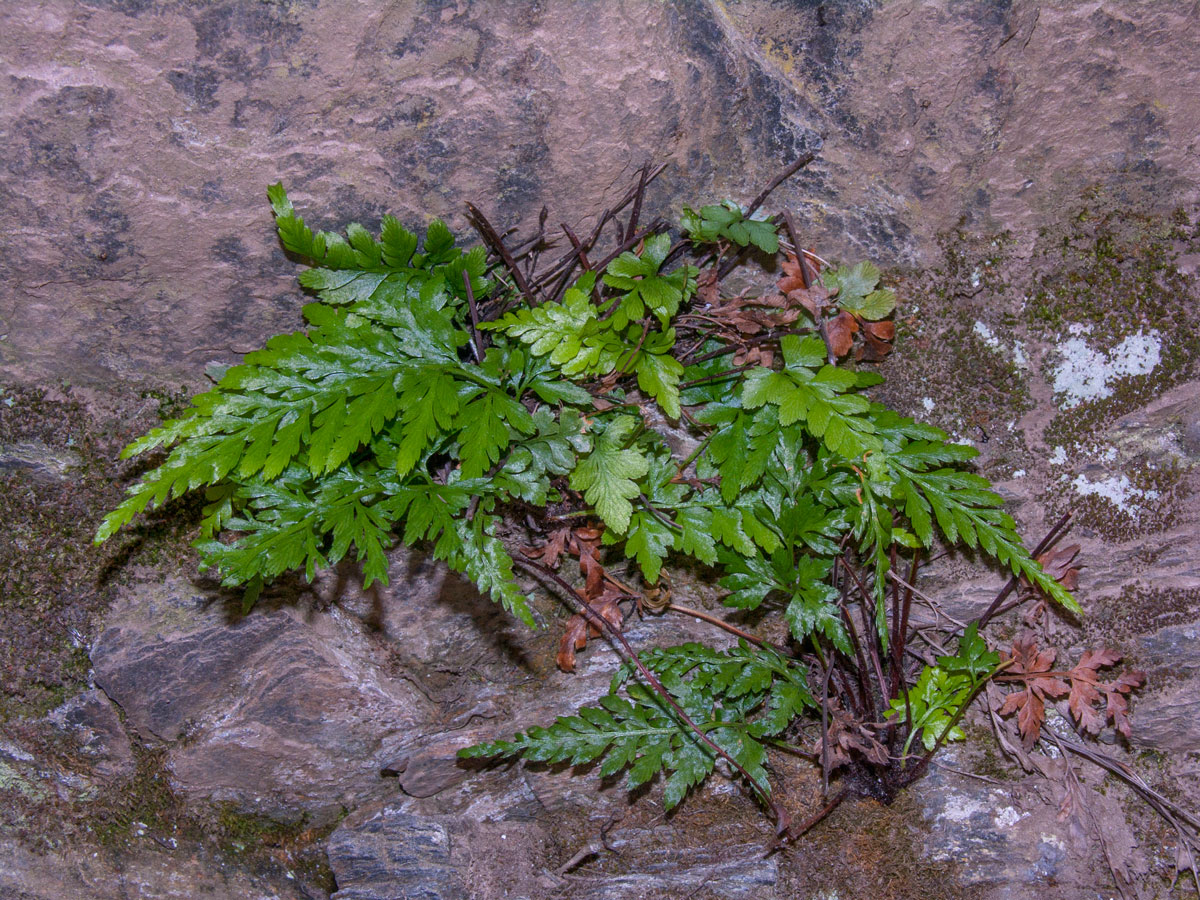 DSCN8579a.jpg