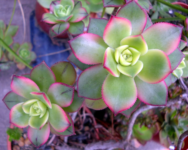 DSCN8732.JPG