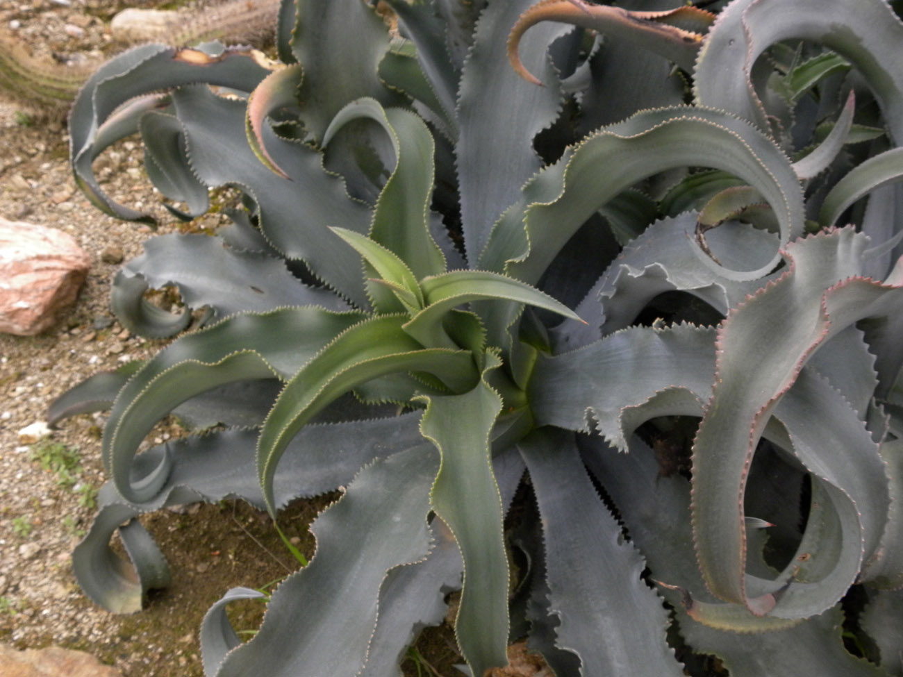 DSCN8938.JPG