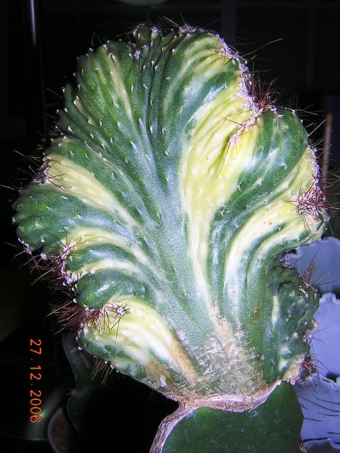 DSCN9028.JPG