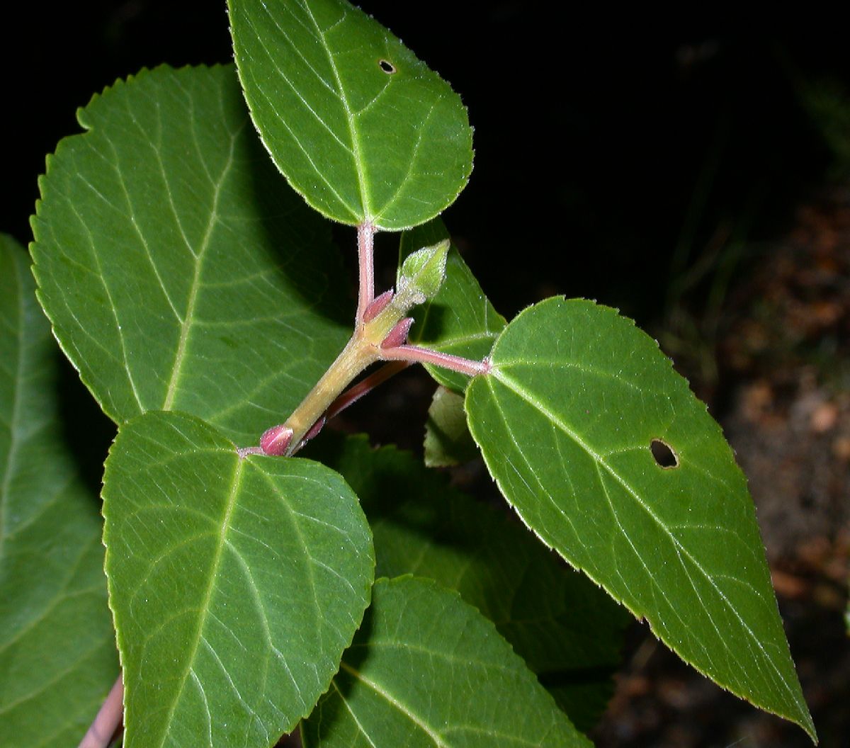 DSCN9034.JPG