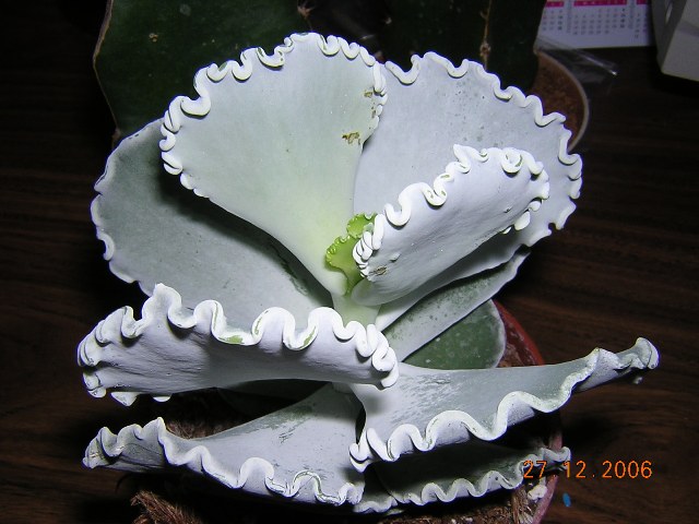 DSCN9038.JPG