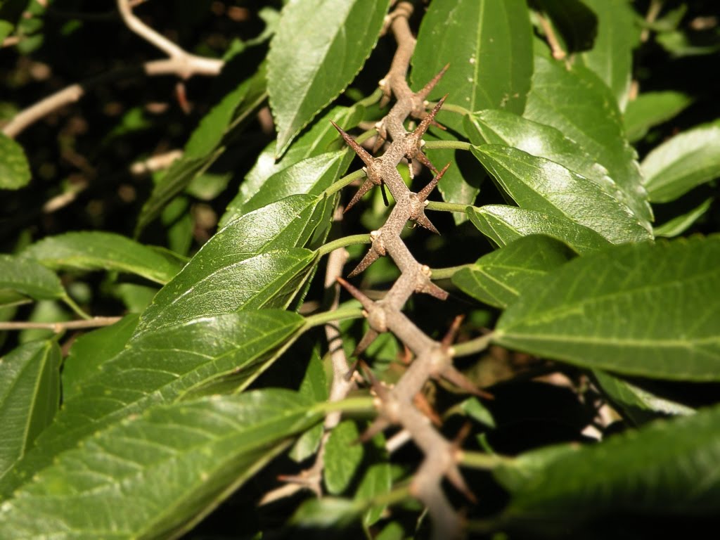 DSCN9288.JPG