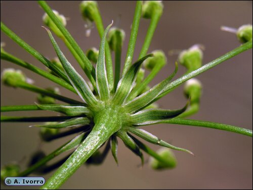 DSCN9667a.jpg