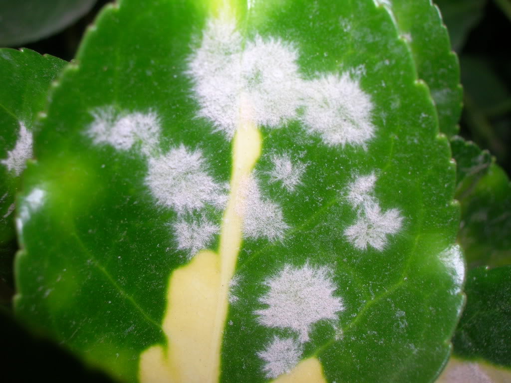 DSCN9671.jpg