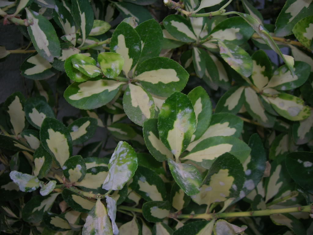 DSCN9672.jpg